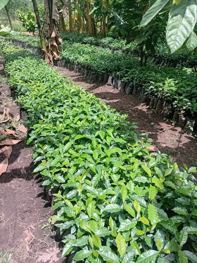 Community farmland in the Rwenzori foothills near Kasese