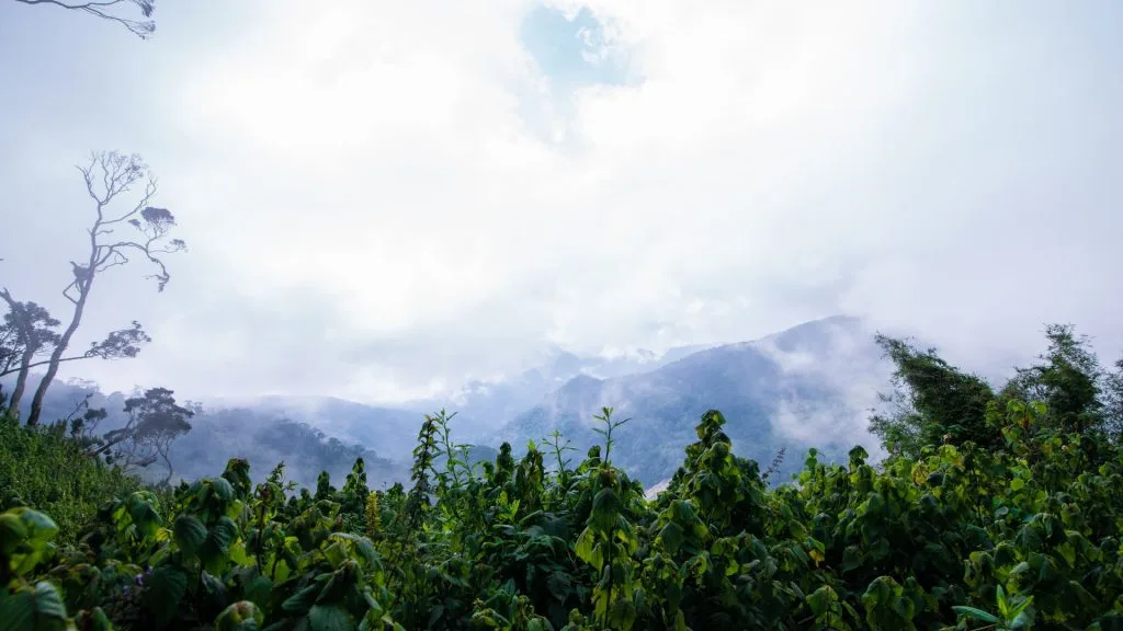 Lush green Ugandan landscape with mountains